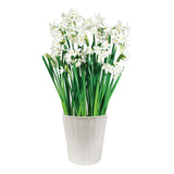 Narcissus - Paperwhite - Kit - Decorative Conical Plastic Planter