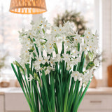 Narcissus - Paperwhite - Kit - Decorative Conical Plastic Planter