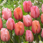 Tulip - Impression Mix