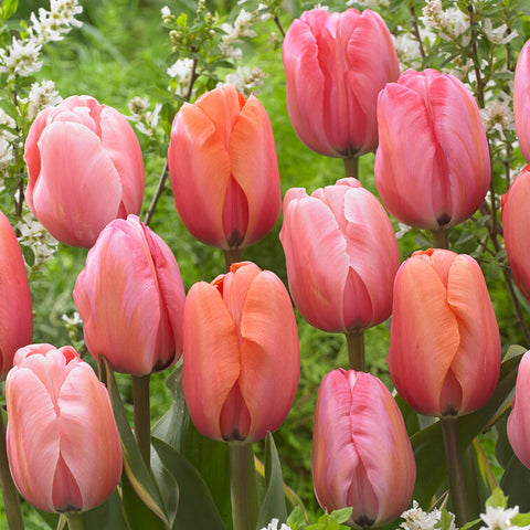 Tulip - Impression Mix