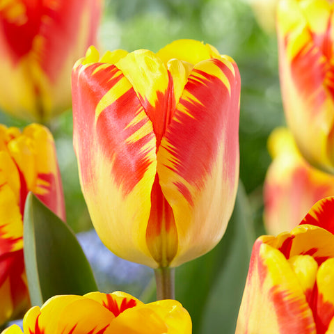 Tulip - Banja Luka