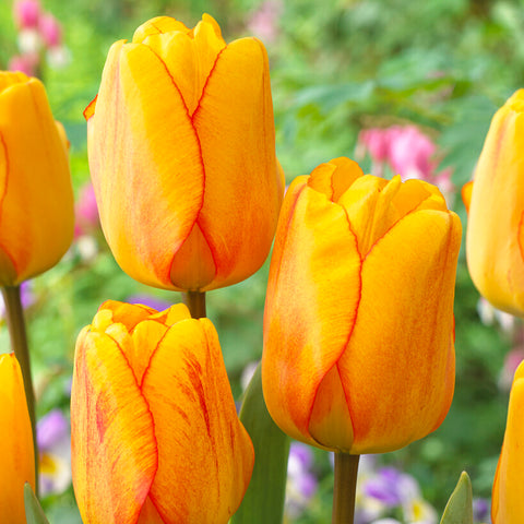 Tulip - Blushing Apeldoorn