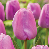 Tulip - Purple Pride