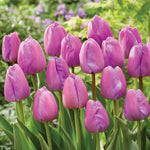 Bouquet of purple tulips with a blurred green background
