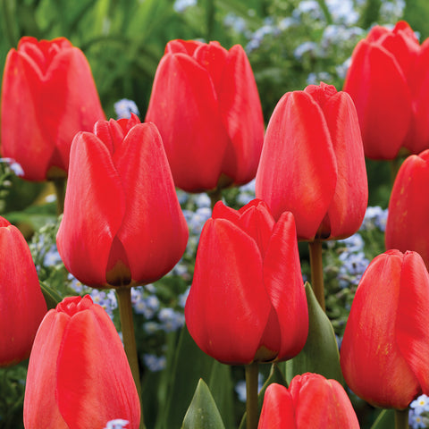 Close-up of red tulips with a blurred green and white background