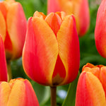 Close-up of red and orange tulips with a blurred green background