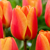 Close-up of red and orange tulips with a blurred green background
