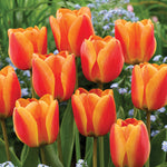 Close-up of orange and red tulips with a blurred green and white background