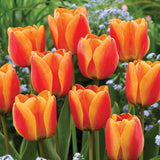Close-up of orange and red tulips with a blurred green and white background