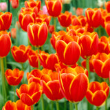 Tulip - Worlds's Favorite