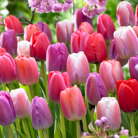 Tulip - Pride Mix