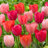 Tulip - Van Eijk Mix
