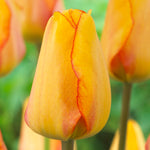 Tulip - Blushing Apeldoorn
