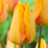 Tulip - Blushing Apeldoorn