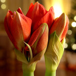 Amaryllis - Mix - for Indoor Potting