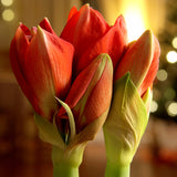 Amaryllis - Red Lion - Boxed Gift Kit