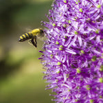 Allium Blend
