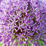 Allium Blend
