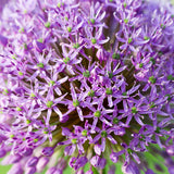 Allium Blend