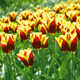 Tulip - Gavota Blend