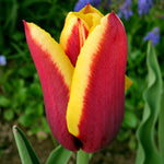 Tulip - Gavota Blend