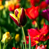 Tulip - Economy Medley of Varieties