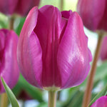 Tulip - Non-Stop Purple Blend