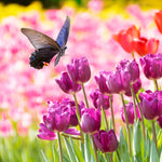 Tulip - Non-Stop Purple Blend