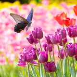 Tulip - Non-Stop Purple Blend
