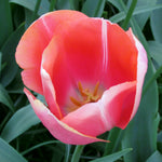 Tulip - Park Avenue Blend