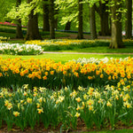 Daffodil - Kitchen Sink Mix