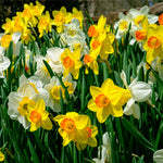 Daffodil - Gardening with Children Mix