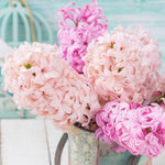 Hyacinth - Pink Pearl - Prepared - for Indoor Forcing