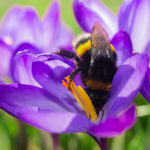 Narcissus, Crocus, Muscari, Scilla & Chionodoxa - Spring Time Favorites - Cottage Garden - Bulb Collection