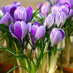 Narcissus, Crocus, Muscari, Scilla & Chionodoxa - Spring Time Favorites - Cottage Garden - Bulb Collection