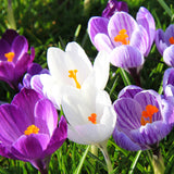 Crocus - Large Flowering - Blend