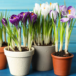 Crocus - Large Flowering - Blend