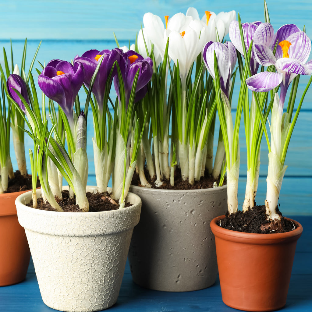 Crocus - Large Flowering - Blend For Containers – Plantcetera
