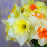 Daffodil - Cutting Garden Vase Mix