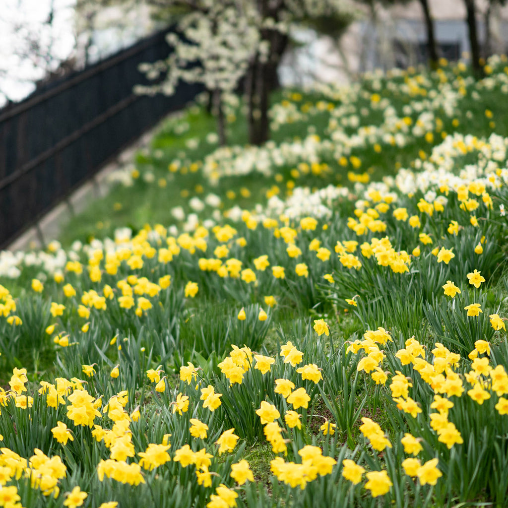 Yard and Garden: Caring for Daffodils