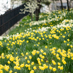 Daffodil - Yellow Trumpet - Colossal