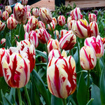 Tulip - Grand Perfection