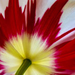 Tulip - Grand Perfection