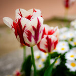Tulip - Grand Perfection