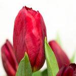 Tulip - Non-Stop Red Blend