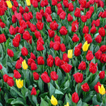 Tulip - Non-Stop Red Blend