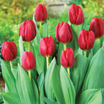Tulip - Non-Stop Red Blend