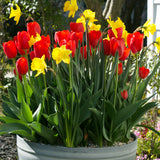 Tulip & Narcissus - Pot Luck Mix