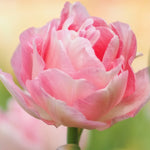 Tulip & Muscari - Spring Bulb Garden