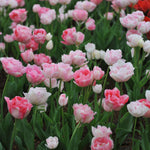 Tulip - Double Peony Blend